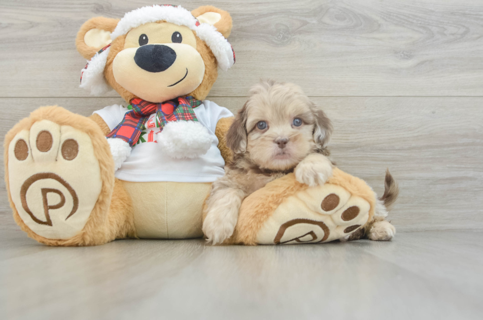 6 week old Shih Poo Puppy For Sale - Puppy Love PR