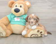 8 week old Shih Poo Puppy For Sale - Puppy Love PR
