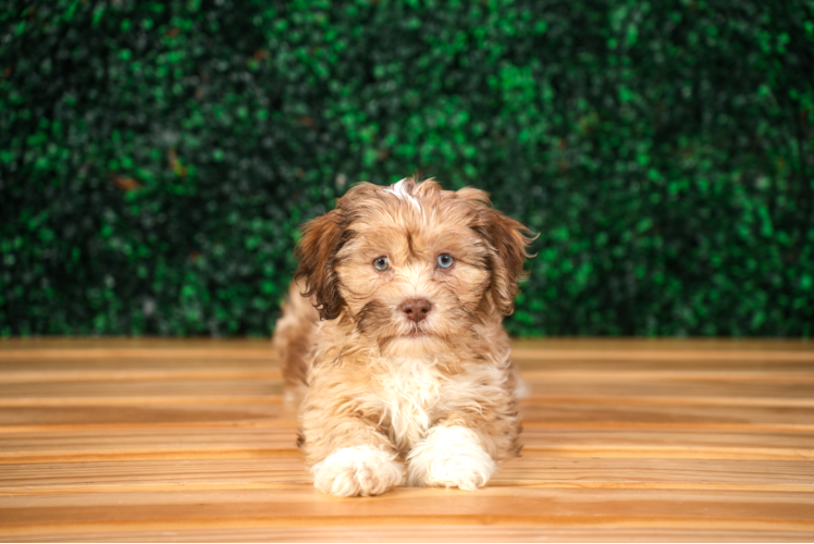Cute Shih Poo Baby