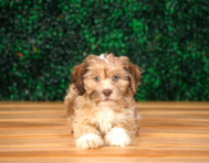 9 week old Shih Poo Puppy For Sale - Puppy Love PR