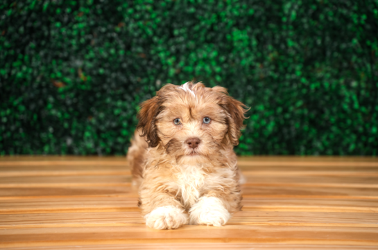 Cute Shih Poo Baby