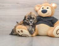 5 week old Shih Poo Puppy For Sale - Puppy Love PR