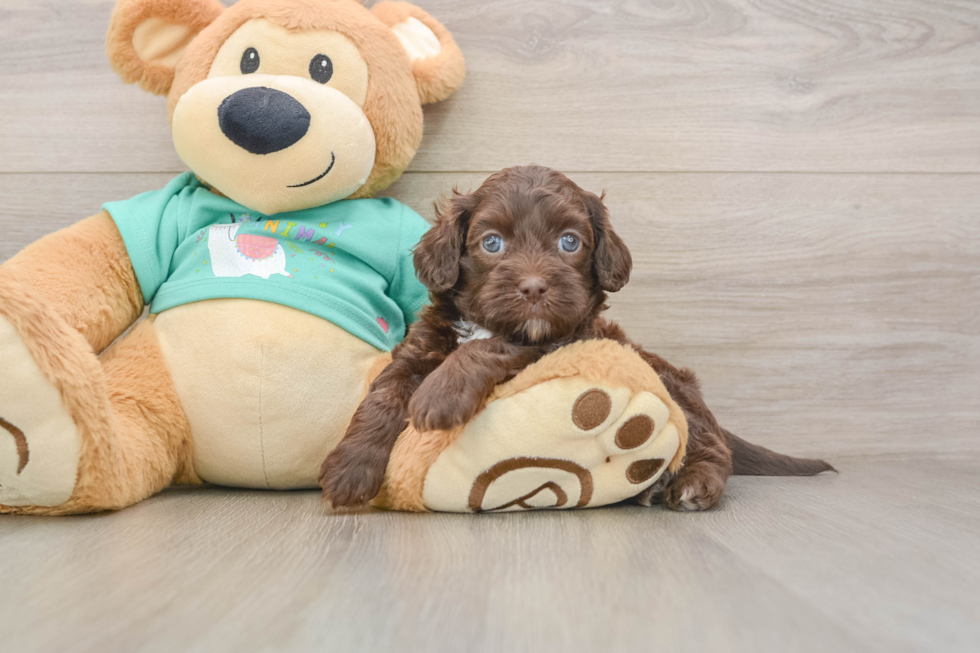 Best Shih Poo Baby