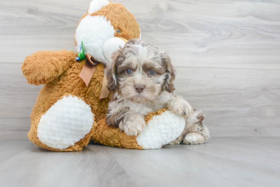 Cute Shihpoo Poodle Mix Puppy