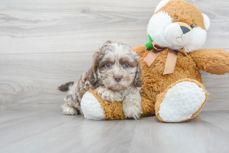 Shih Poo Puppy for Adoption