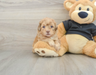 6 week old Shih Poo Puppy For Sale - Puppy Love PR