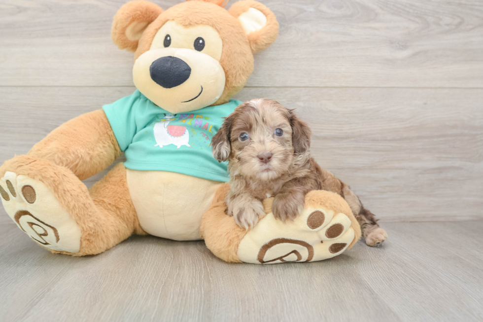 Shih Poo Puppy for Adoption