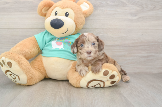 Shih Poo Puppy for Adoption