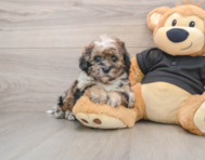 5 week old Shih Poo Puppy For Sale - Puppy Love PR