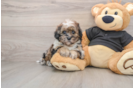 Shih Poo Pup Being Cute