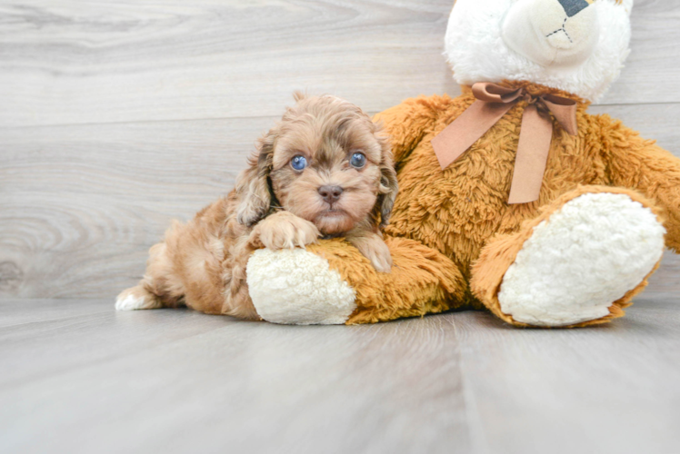 Sweet Shih Poo Baby