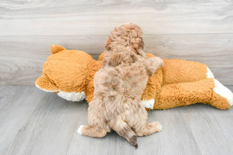 Happy Shih Poo Baby