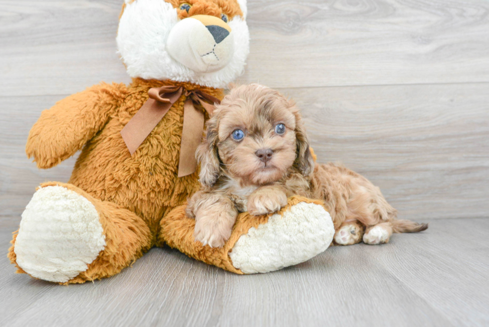 Best Shih Poo Baby