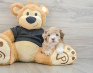 6 week old Shih Poo Puppy For Sale - Puppy Love PR