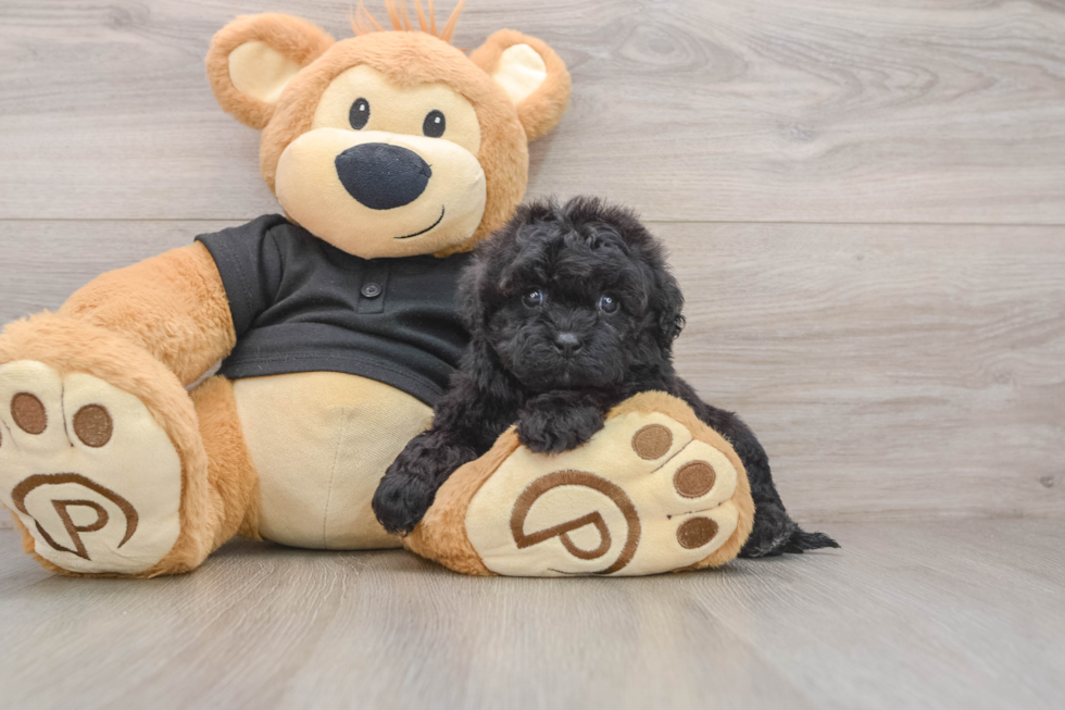 Shih Poo Puppy for Adoption