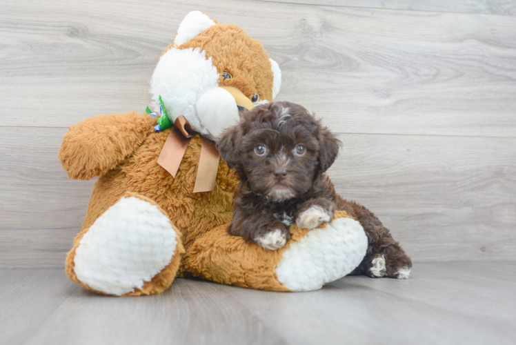 Shih Poo Puppy for Adoption