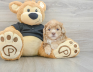 6 week old Shih Poo Puppy For Sale - Puppy Love PR