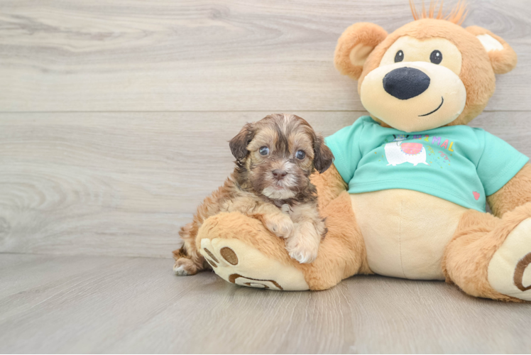 Shih Poo Pup Being Cute