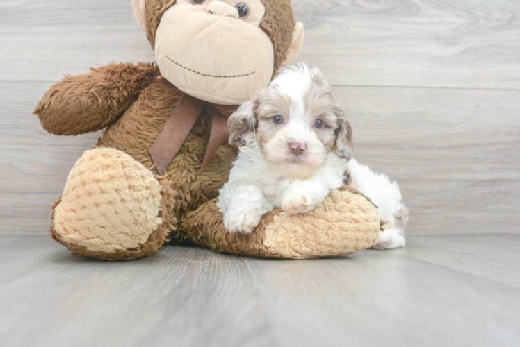 Little Shih Poo Poodle Mix Puppy