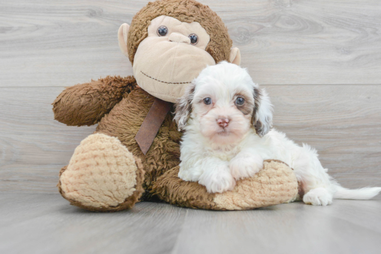 Best Shih Poo Baby