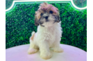 Cute Shih Poo Poodle Mix Pup
