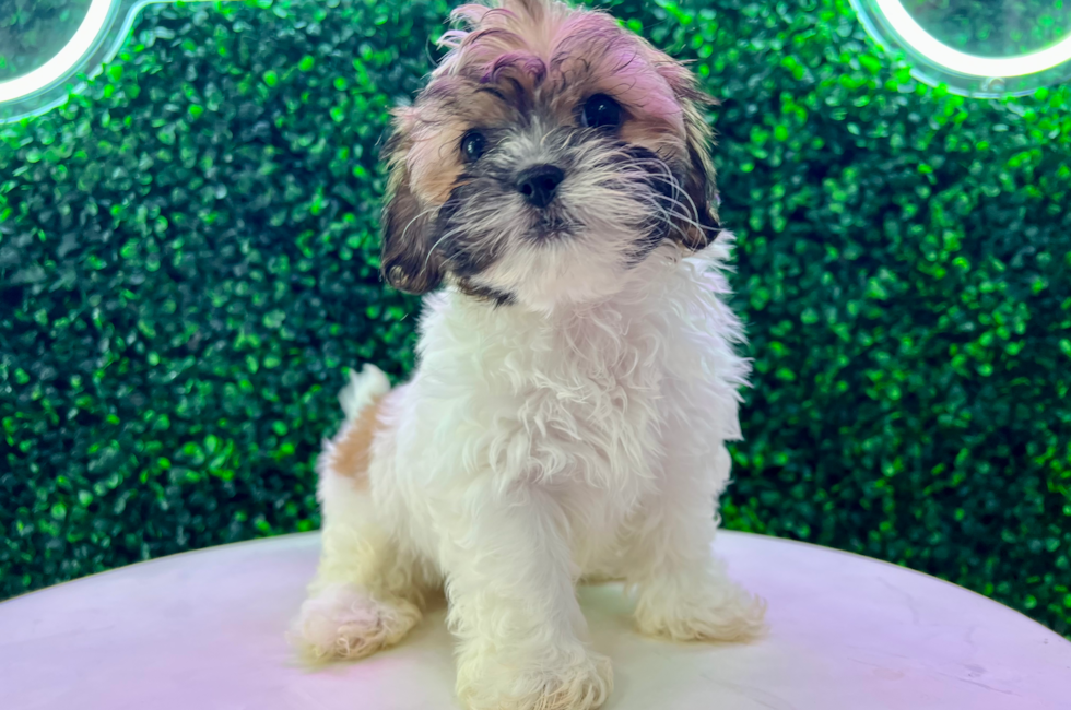 10 week old Shih Poo Puppy For Sale - Puppy Love PR