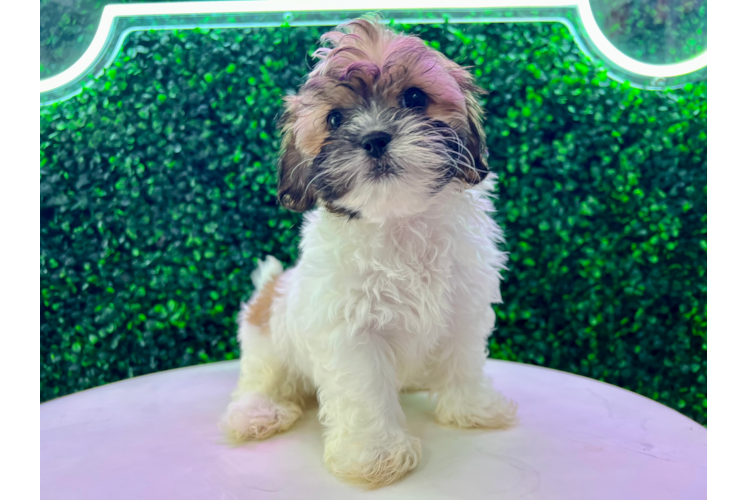 Cute Shih Poo Poodle Mix Pup