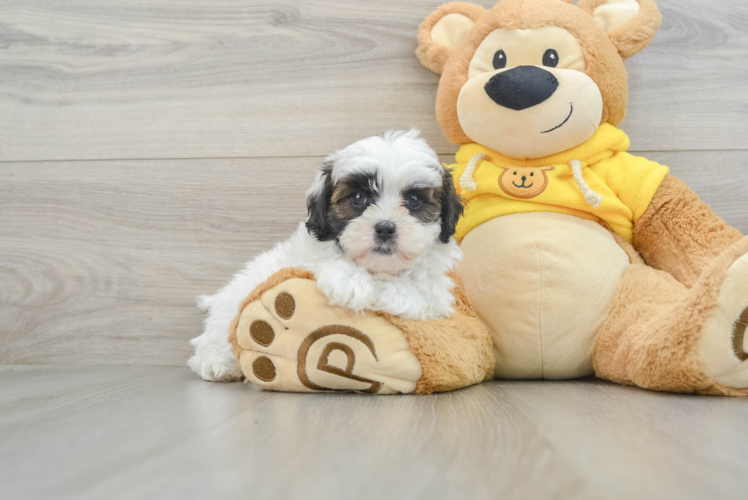 Shih Poo Puppy for Adoption