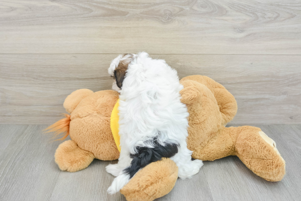 Shih Poo Puppy for Adoption