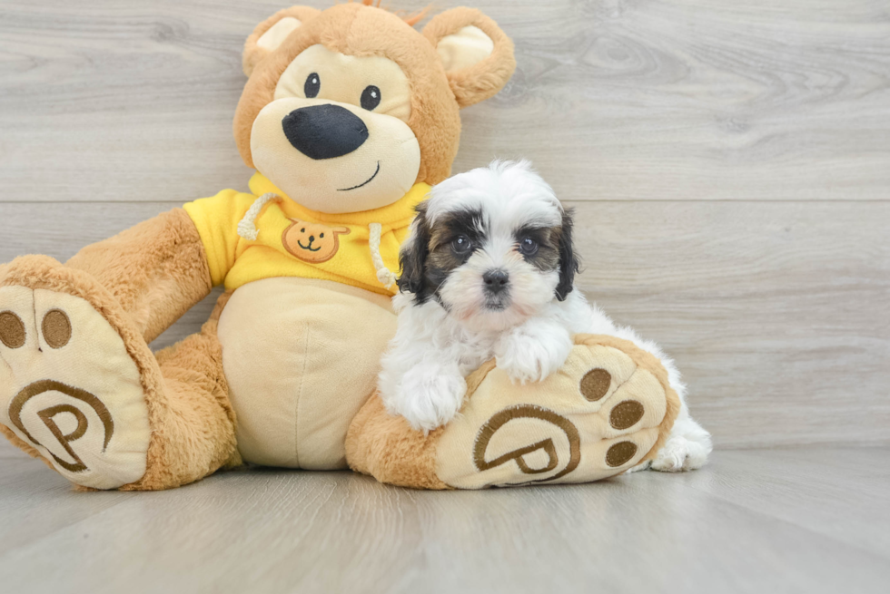 Shih Poo Puppy for Adoption