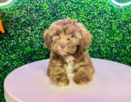 10 week old Shih Poo Puppy For Sale - Puppy Love PR