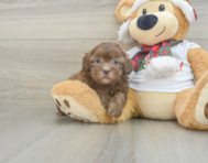 6 week old Shih Poo Puppy For Sale - Puppy Love PR