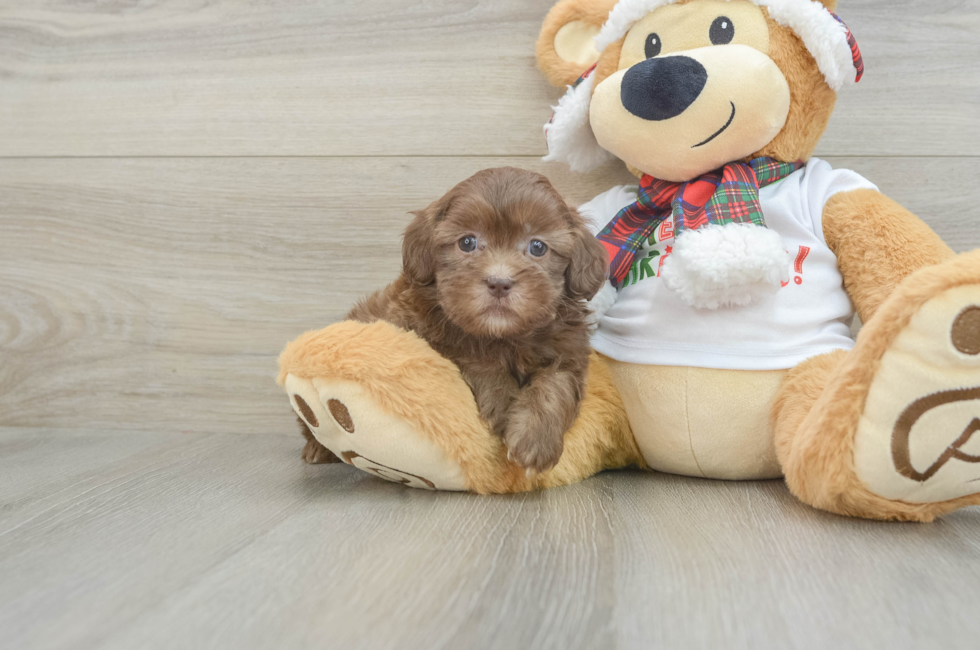 6 week old Shih Poo Puppy For Sale - Puppy Love PR