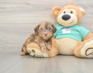 8 week old Shih Poo Puppy For Sale - Puppy Love PR