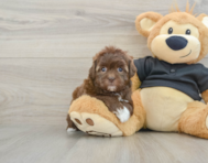 5 week old Shih Poo Puppy For Sale - Puppy Love PR