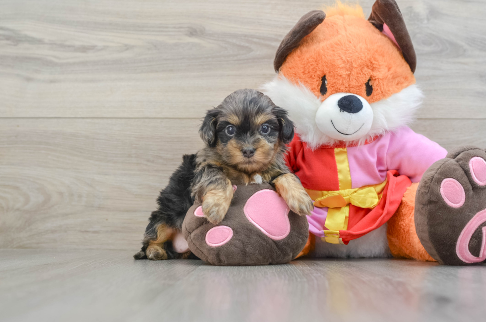 5 week old Shih Poo Puppy For Sale - Puppy Love PR