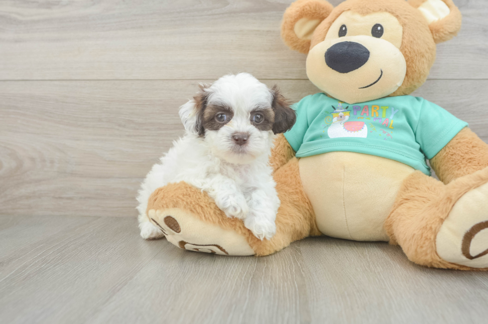 5 week old Shih Poo Puppy For Sale - Puppy Love PR