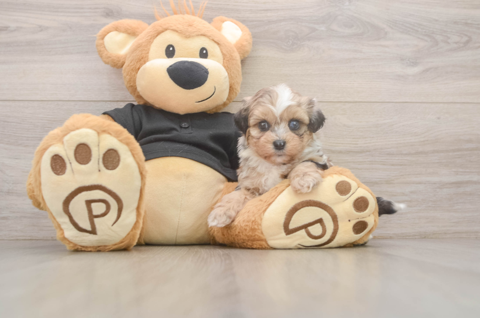 7 week old Shih Poo Puppy For Sale - Puppy Love PR