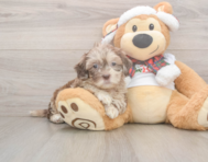 6 week old Shih Poo Puppy For Sale - Puppy Love PR