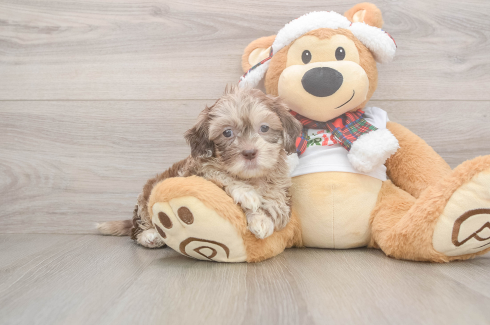 5 week old Shih Poo Puppy For Sale - Puppy Love PR