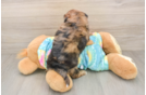 Best Shih Poo Baby