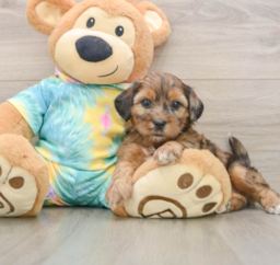5 week old Shih Poo Puppy For Sale - Puppy Love PR