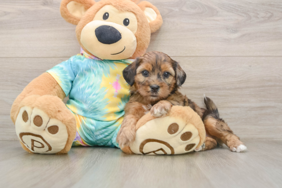 Hypoallergenic Shih Poo Poodle Mix Puppy