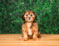 12 week old Shih Poo Puppy For Sale - Puppy Love PR