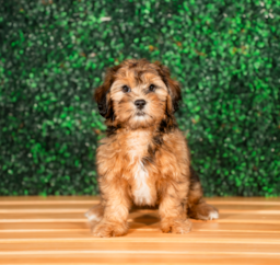 9 week old Shih Poo Puppy For Sale - Puppy Love PR