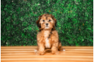 Cute Shoodle Poodle Mix Puppy