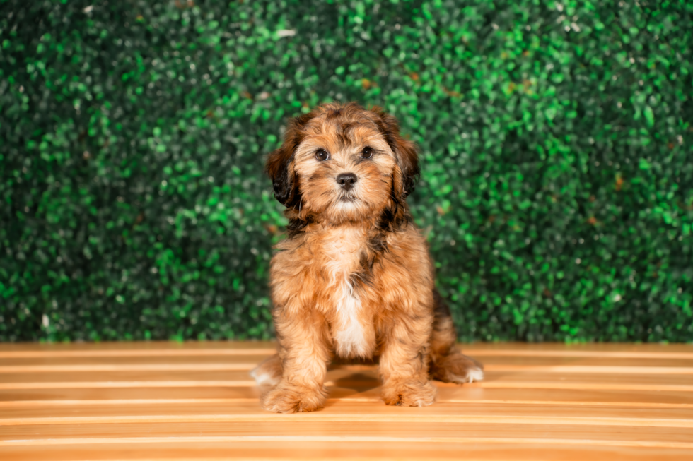 Cute Shoodle Poodle Mix Puppy