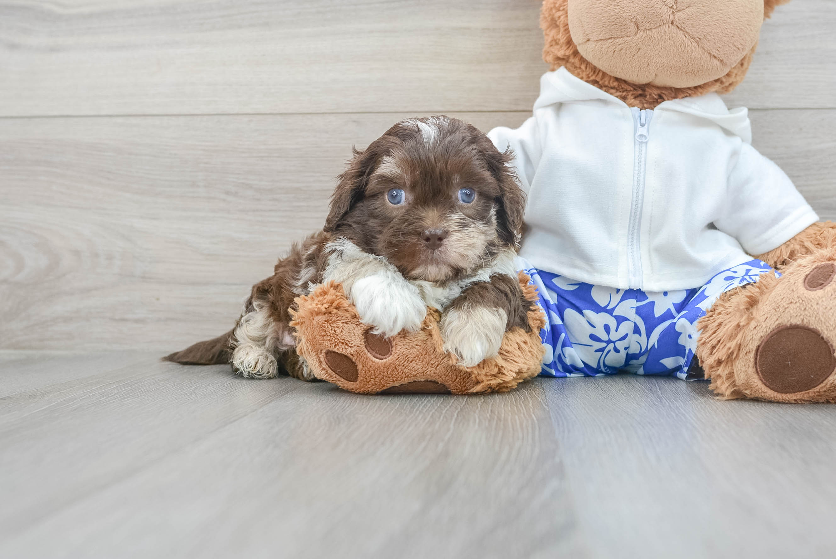 Shih Poo Puppy for Adoption