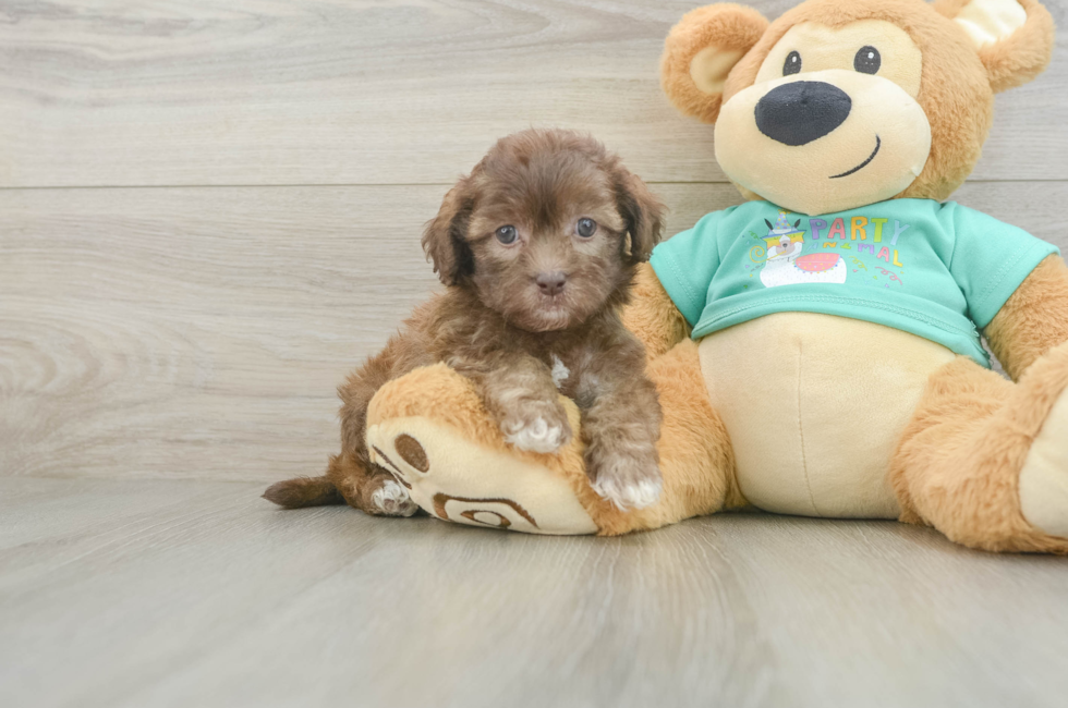 5 week old Shih Poo Puppy For Sale - Puppy Love PR