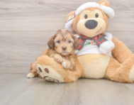 6 week old Shih Poo Puppy For Sale - Puppy Love PR